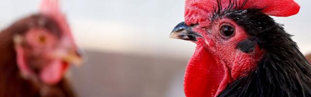 No one wants to think about pandemics. But bird flu doesn’t care.