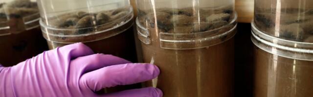 How deep-sea mining could threaten a vital ocean food source