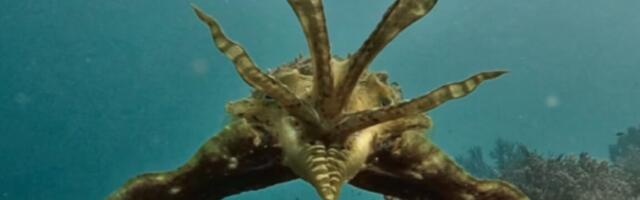 Study: Cuttlefish adapt camouflage displays when hunting prey