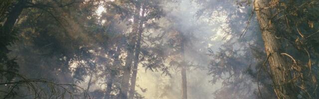 Carbon markets: what startups need to know