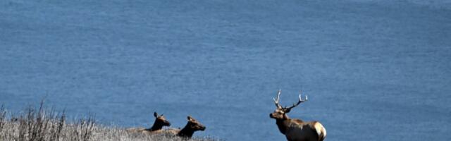 Lawsuit delays removal of Point Reyes elk fence
