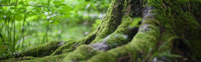 Blockchain Bridging Protocol LayerZero to Connect With Bitcoin Sidechain Rootstock