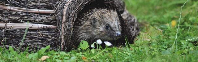 The Good, the Bad, but no Ugly!