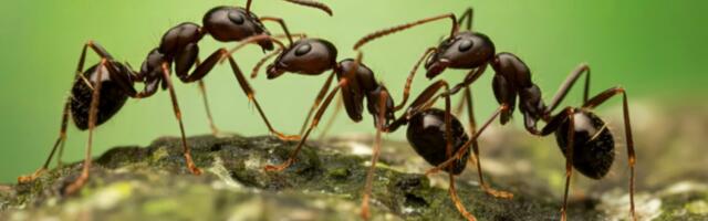 The evolution of expendability: Why some ants traded armor for numbers