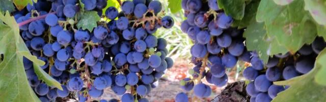 Researchers Find Surprising Link Between Grapes and Sun Protection