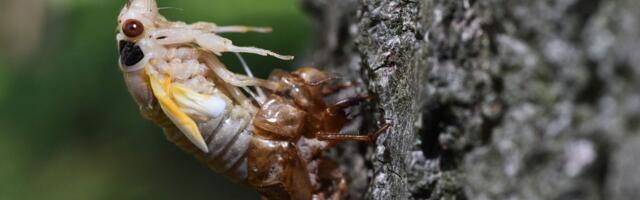 Watch Sir David Attenborough seduce a cicada with the snap of his fingers