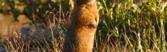 Scientists Pulled 700,000-Year-Old DNA From Frozen Squirrel Poop