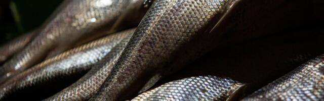 There’s Something Fishy About This Fish Tech Startup