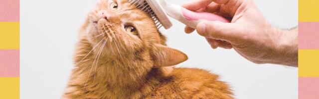 How to Clean Your Dog's Ears and Clip Your Cat's Nails—Experts Weigh In (2025)
