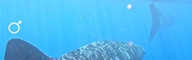 Sex Lives of Whale Sharks Caught on Camera: Pursuit, Love Bites, and Getting Into Position