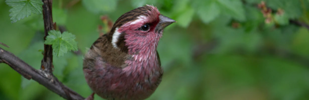 Finch raises $3.5M to build out its HR and payroll-focused API business