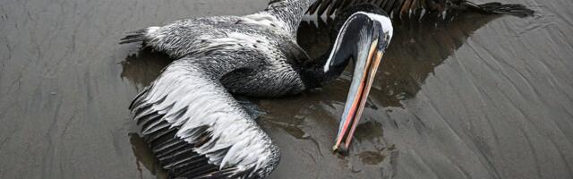 A frightening virus is killing a massive number of wild birds