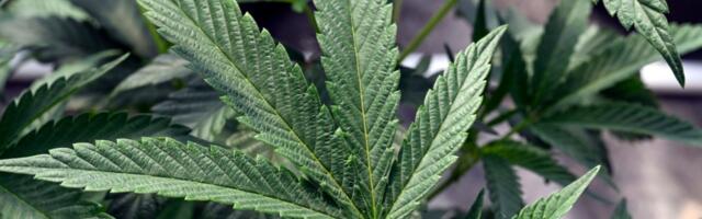 US regulators might change how they classify marijuana