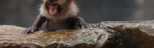 The internet is rooting for this abandoned baby monkey and his stuffed animal