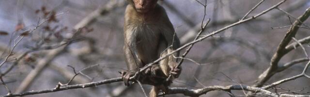 43 research monkeys on the lam still “playfully exploring,“ police say