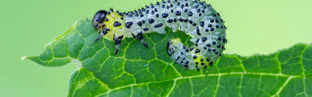 Beans use an immune receptor to call in airstrikes on caterpillars