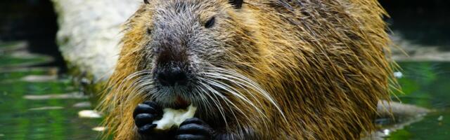 Beavers of Glen Affric: Scotland’s next Beaver Release Site?