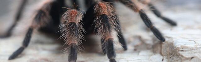 Creepy Tarantula Hair Serves a Surprising Evolutionary Purpose, Study Suggests