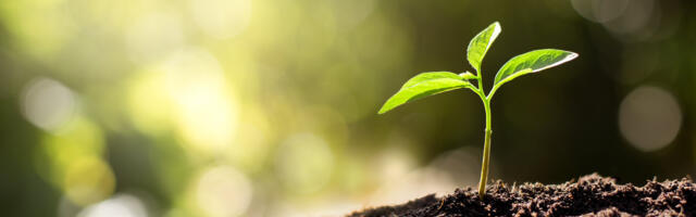 Verna adds £860k to pre-seed round for tree planting software