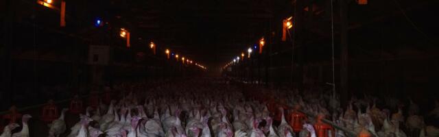What Thanksgiving turkeys endure before getting to your plate