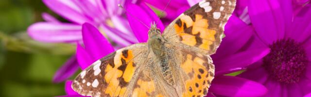 How a Group of Butterflies Managed to Fly 4,200 Kilometers Without Stopping