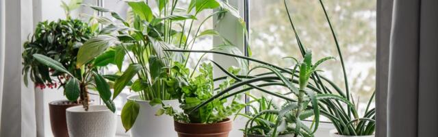 10 Best Places to Buy Plants Online in 2025