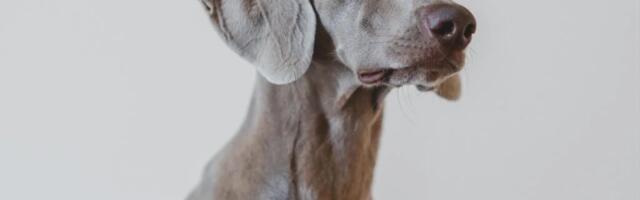 Finnish companies test mycoprotein ingredient in new dog treat format