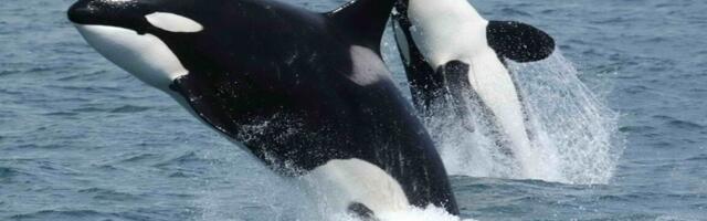 Orcas team up to ram sunfish until they explode