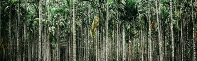 Biosolvit – Biomass for a better global environment
