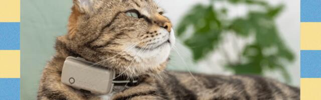 Tractive Smart Pet Collar: An Inexpensive Way to Keep Tabs on Your Fur Baby