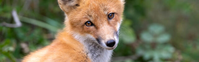 Tapeworm in fox poop that will slowly destroy your organs is on the rise