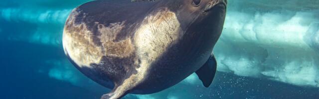 'Never in my wildest dreams did I expect this to happen' — pro sealife photographer captures 'first-ever' photos of rare seal in Antarctica