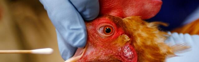 Bird flu infects Petaluma’s historic poultry region, putting small farmers in peril