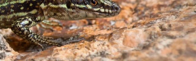 Lizard that Hulks out shows off its superhero genes