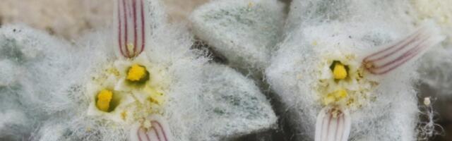 Creepy New Sunflower Discovered in Texas National Park