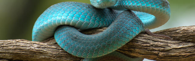 'Snake Vision' System Could Make 4K Thermal Imaging A Reality