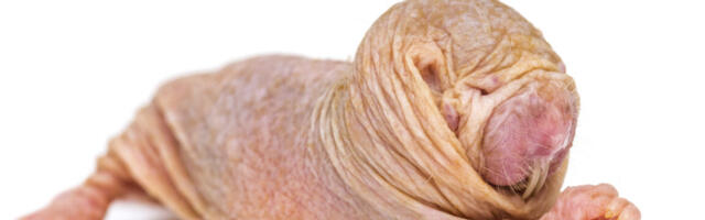 Naked mole-rat queens use a chemical signal to suppress fertility in rivals
