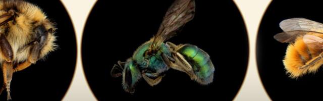 What we get wrong about saving the bees