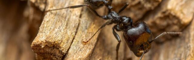 A parasitic fungus can infect carpenter ants, drive them to bite leaves about 25 centimetres above the forest floor, and then grow a stalk from their heads to release spores where other ants forage