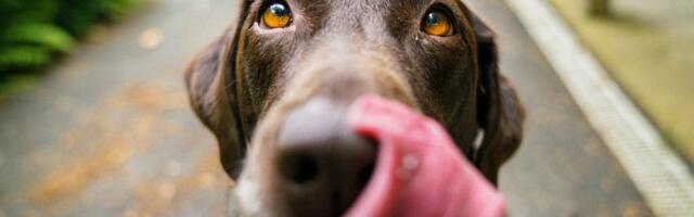 Dalma gets paws on €15m for its pet insurance platform