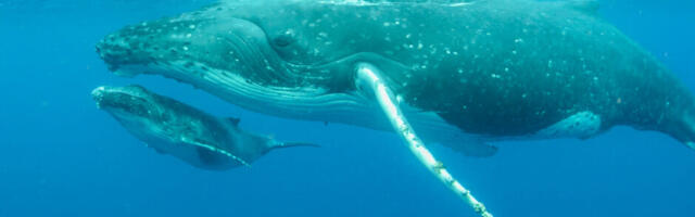 Untold.io tell the story of Kohola and the Ocean Plastic Pollution Crisis