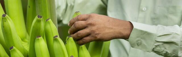 Browning bananas under threat as Philippines approves gene-edited version