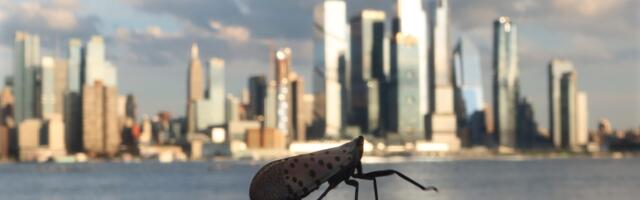 The lanternflies are here. Is it okay to stomp them?