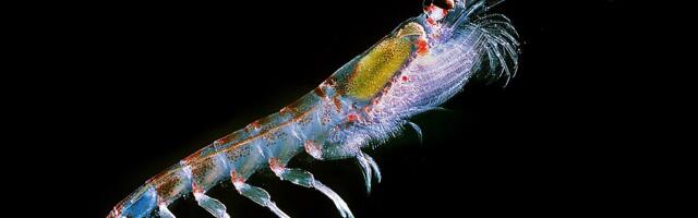 Pleobot, The Robotic Platform Inspired By Krill For Ocean Navigation