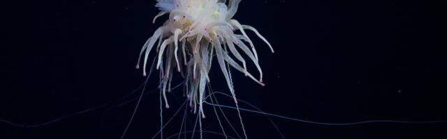 Flying spaghetti monster and unworldly life filmed in deep sea footage