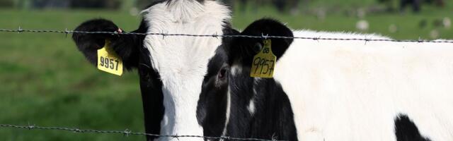 Even as bird flu looms, the world is unlearning Covid’s lessons