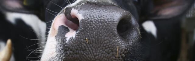 This is nuts, when’s the crash — AI cow collar edition