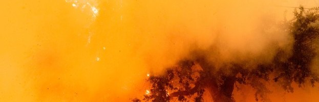 As the Western US burns, a forest carbon capture monitoring service nabs cash from Amazon & Bill Gates backed fund
