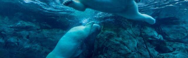 Bitcoin Careens Toward $100K as Morning Bounce Fails