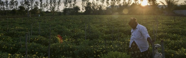 The applications of AI in India’s agriculture industry